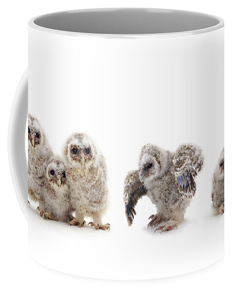 Tawny Owl Coffee Mug featuring the photograph Tawny Owl family by Warren Photographic