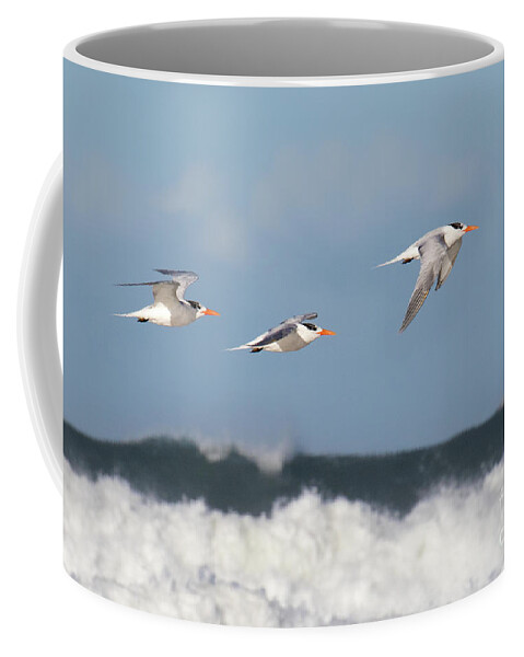 Birds Coffee Mug featuring the photograph Terns In Flight by Mimi Ditchie