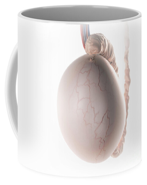 Digitally Generated Image Coffee Mug featuring the photograph Testicle by Science Picture Co