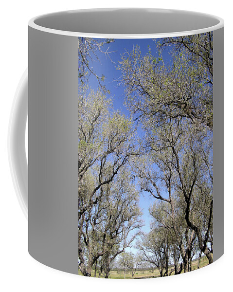 Tx Coffee Mug featuring the photograph Texas Live Oaks by Adam Johnson