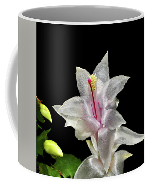 Succulent Coffee Mug featuring the photograph Thanksgiving Cactus 008 by George Bostian