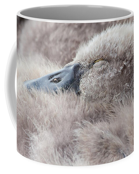 Swan Coffee Mug featuring the photograph The Afternoon Lullaby by Iryna Goodall