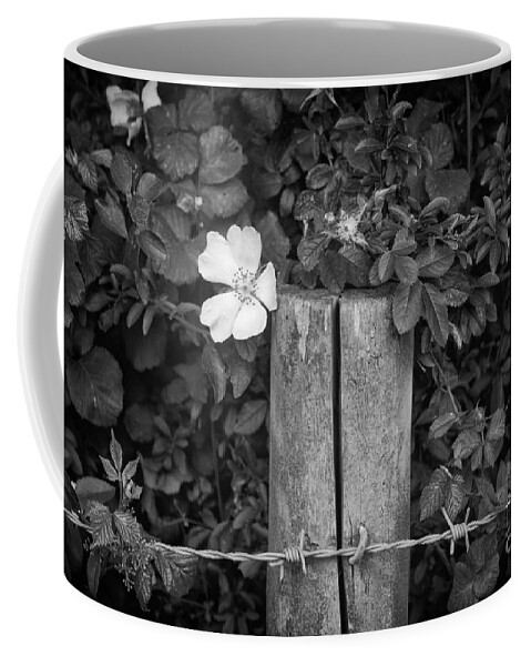 Flower Coffee Mug featuring the photograph The Allotment Project - Dog Rose by Clayton Bastiani