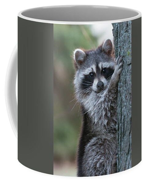 Raccoon Coffee Mug featuring the photograph The Bandit by Jim Zablotny