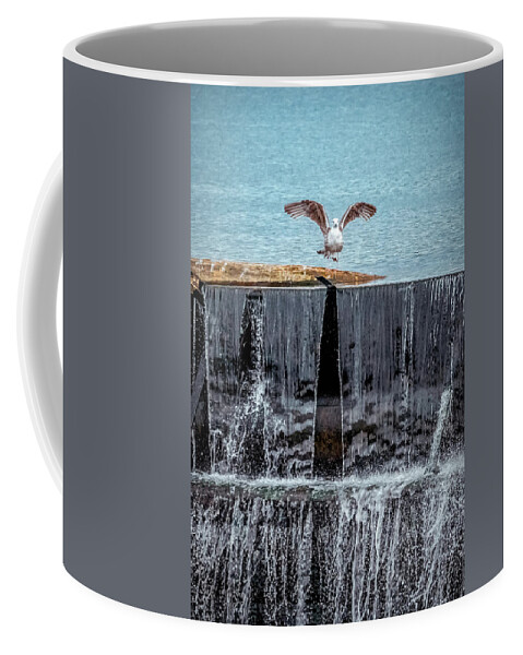 The Bird Coffee Mug featuring the photograph The bird over waterfall by Lilia S