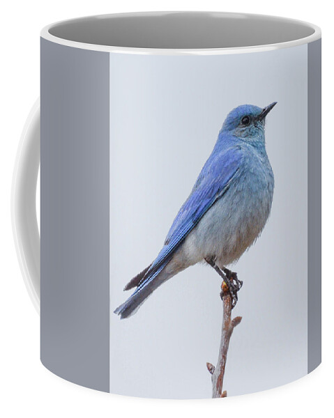 Ave Coffee Mug featuring the photograph The Bluebird Of Happiness by Joy McAdams