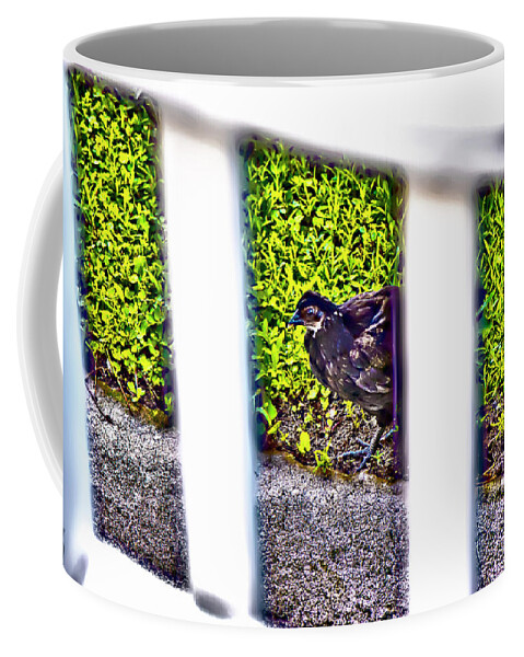 Chick Coffee Mug featuring the photograph The Chick by Gina O'Brien