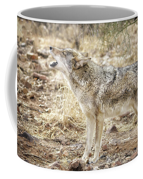 Coyote Coffee Mug featuring the photograph The Coyote Howl by Elaine Malott