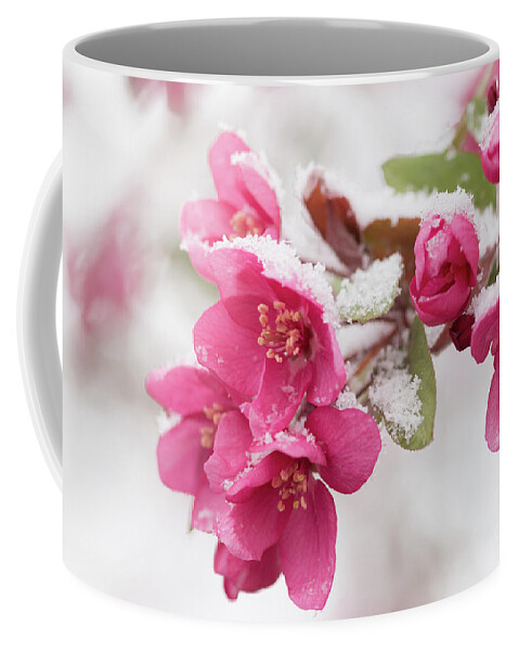Spring Coffee Mug featuring the photograph The End of Winter by Ana V Ramirez