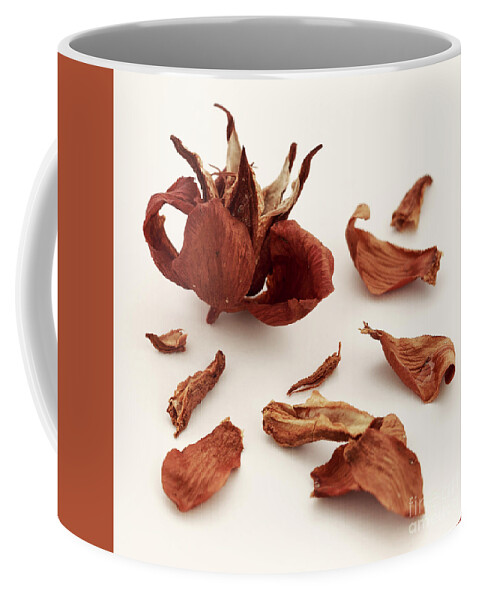 Plant Coffee Mug featuring the photograph The End To The Beginning by Masako Metz