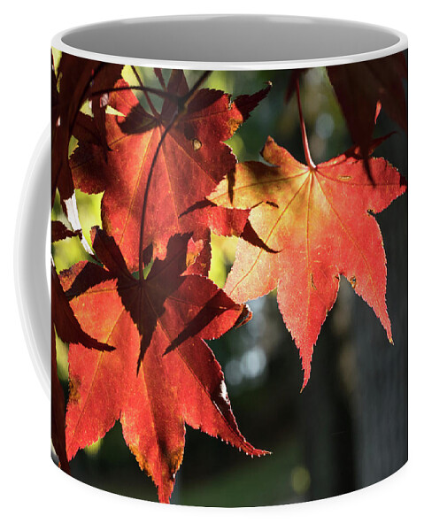 Fall Coffee Mug featuring the photograph The Essence of Fall by Liz Albro
