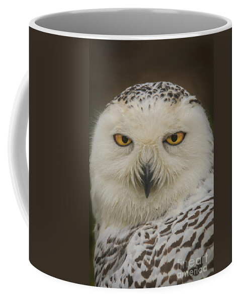 .  The Eyes Have It..owl Coffee Mug featuring the photograph The Eyes Have It. by Mitch Shindelbower