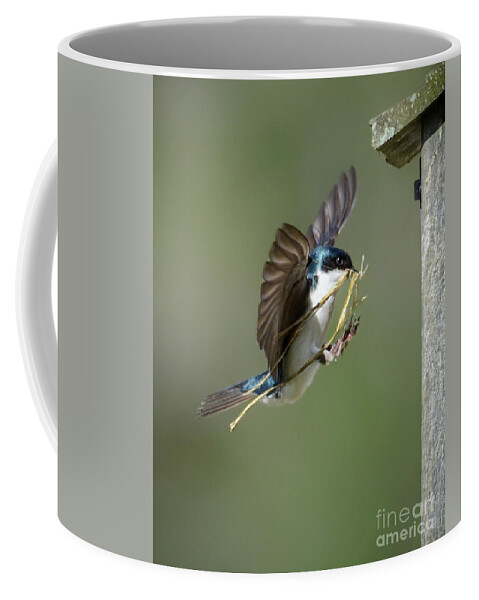 Tree Swallow Coffee Mug featuring the photograph The Finishing Touches by Amy Porter