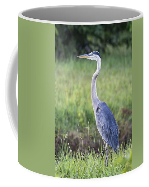 Great Blue Heron Coffee Mug featuring the photograph The Great Blue by Saija Lehtonen