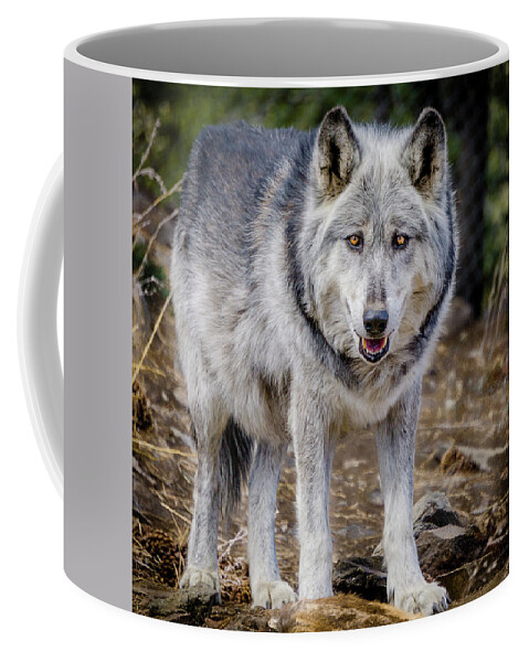 Animal Coffee Mug featuring the photograph The Great Gray Wolf by Teri Virbickis
