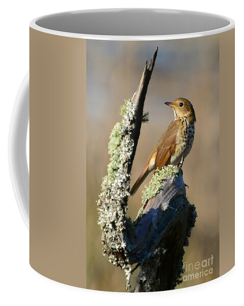 Birds Coffee Mug featuring the photograph The Hermit Thrush by Kathy Baccari