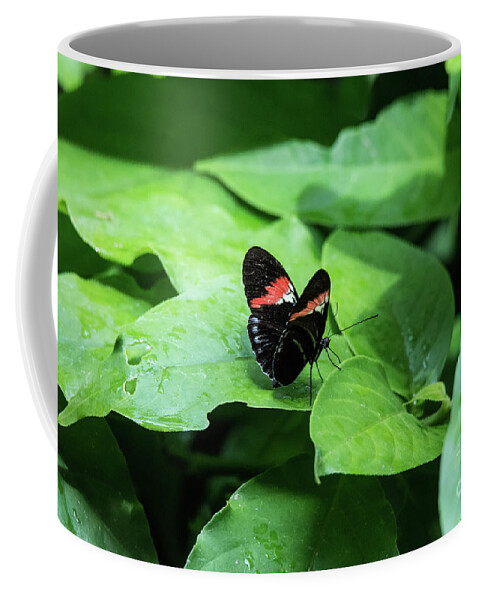 Cincinnati Zoo Coffee Mug featuring the photograph The leaf is my plate by Ed Taylor