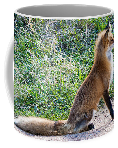 Red Fox Coffee Mug featuring the photograph The Lookout by Mindy Musick King