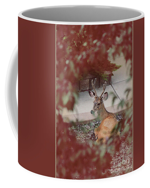 Portrait Coffee Mug featuring the photograph The Mule Deer by Donna L Munro