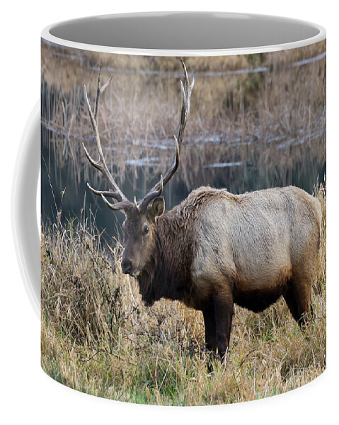 Elk Coffee Mug featuring the photograph The Old Bull by Steven Clark