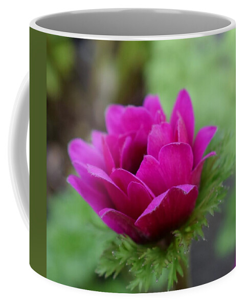 Poppy Coffee Mug featuring the photograph the opening of a Poppy by Jimmy Chuck Smith