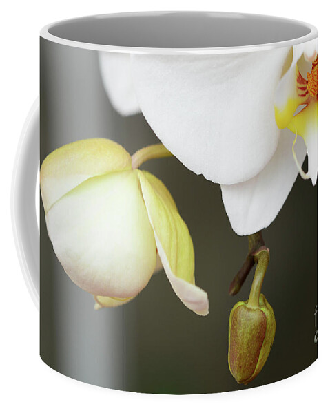 Flora Coffee Mug featuring the photograph The Orchid by Cindy Manero