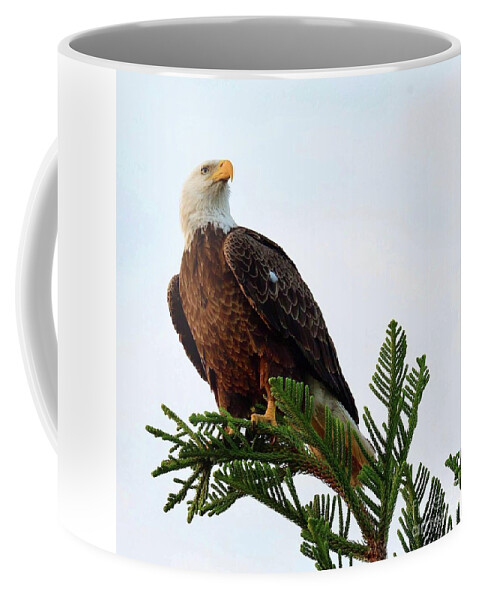 Birds Coffee Mug featuring the photograph the pine is where M15 landed by Liz Grindstaff