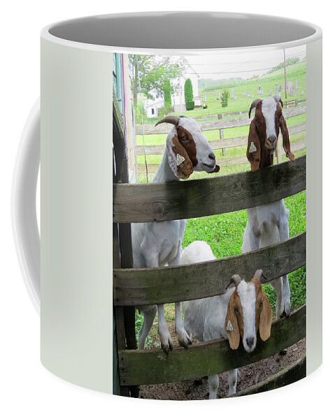 Goats Coffee Mug featuring the photograph The Real Three Billy Goats Gruff by Linda Stern