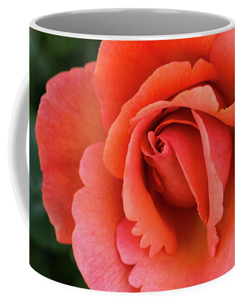 Flowers Coffee Mug featuring the photograph The Rose by Steven Clark