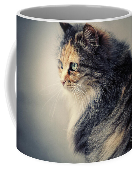 Cat Coffee Mug featuring the photograph The Sad Street Cat by Dimitar Hristov