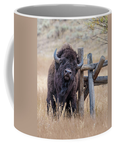 Bison Coffee Mug featuring the photograph The Scratching Post by Jody Partin