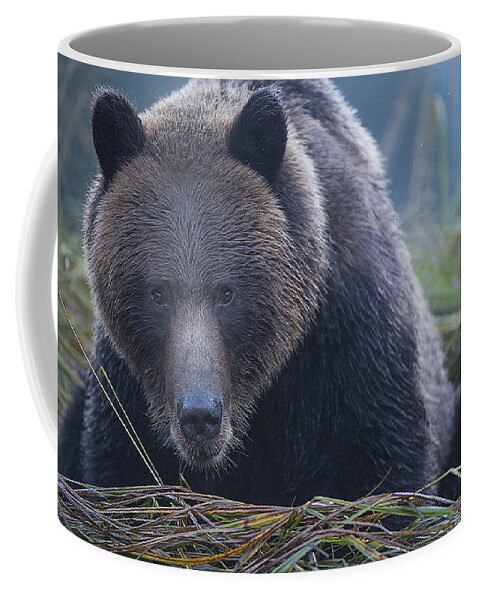 Bear Coffee Mug featuring the photograph The Stare Down by Bill Cubitt