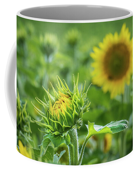 Sunflower Coffee Mug featuring the photograph The Start Of Something Big by Bill Pevlor