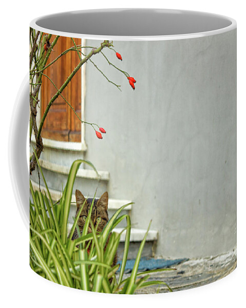 Cat Coffee Mug featuring the photograph The Tiny Predator by Becqi Sherman