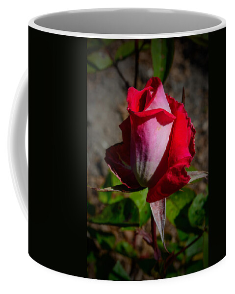 Floral Coffee Mug featuring the photograph The Winter Rose by Tikvah's Hope