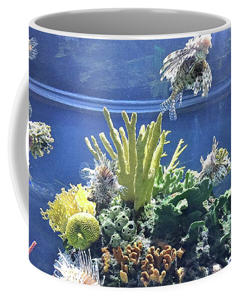 Aquarium Coffee Mug featuring the photograph The World Below by Barbara Plattenburg