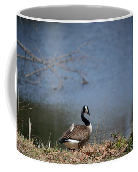 Canadian Geese Coffee Mug featuring the photograph Thinking Odd Feather by Dani McEvoy