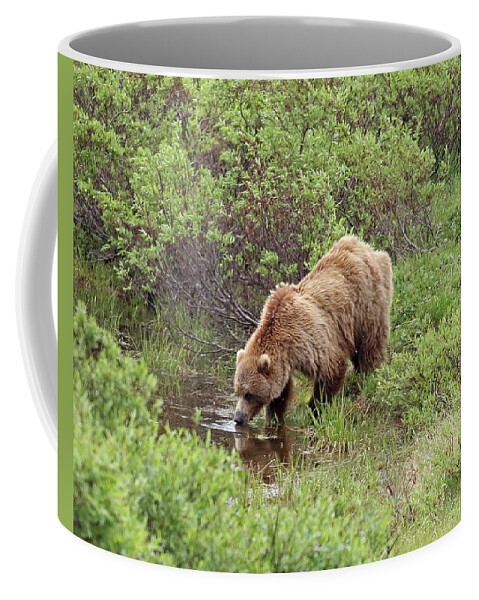 Grizzly Coffee Mug featuring the photograph Thirsty Grizzly by Jean Clark