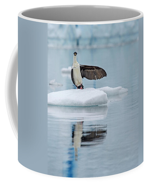 Antarctic Shag Coffee Mug featuring the photograph This Way by Tony Beck
