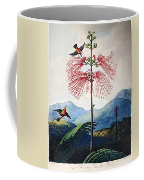 1799 Coffee Mug featuring the photograph Thornton: Sensitive Plant by Granger