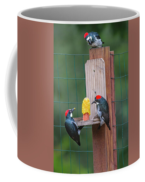 Mark Miller Photos Coffee Mug featuring the photograph Three Backyard Woodpeckers by Mark Miller