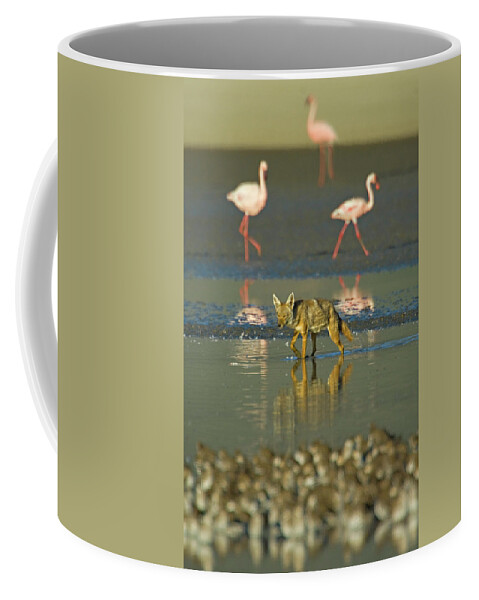 Adult Coffee Mug featuring the photograph Three flamingos and a Golden jackal, Canis aureus, walking in water, Tanzania by Panoramic Images