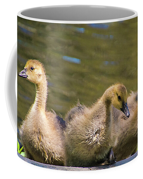 Goslings Coffee Mug featuring the photograph Three Goslings by Cathy Kovarik