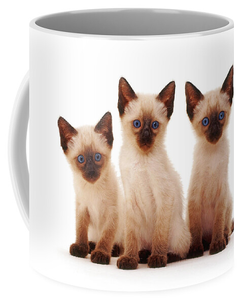 White Background Coffee Mug featuring the photograph Three Siamese Kittens by Jane Burton