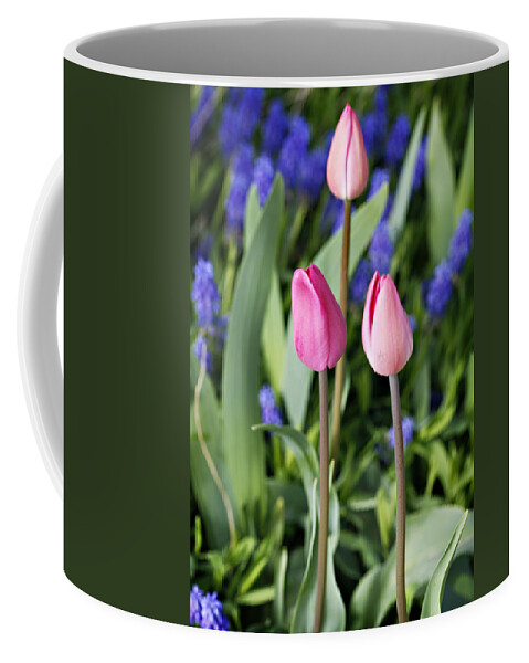 Grape Hyacinth Coffee Mug featuring the photograph Three Young Tulips by Marilyn Hunt