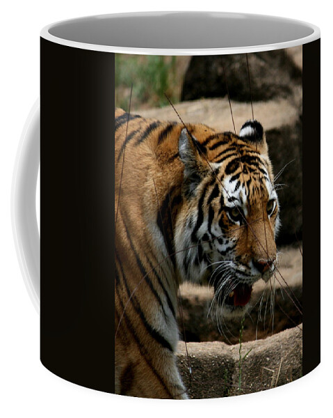 Tiger Coffee Mug featuring the photograph Serching by Cathy Harper