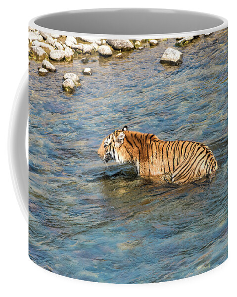 Tiger Coffee Mug featuring the photograph Tiger in the water by Pravine Chester
