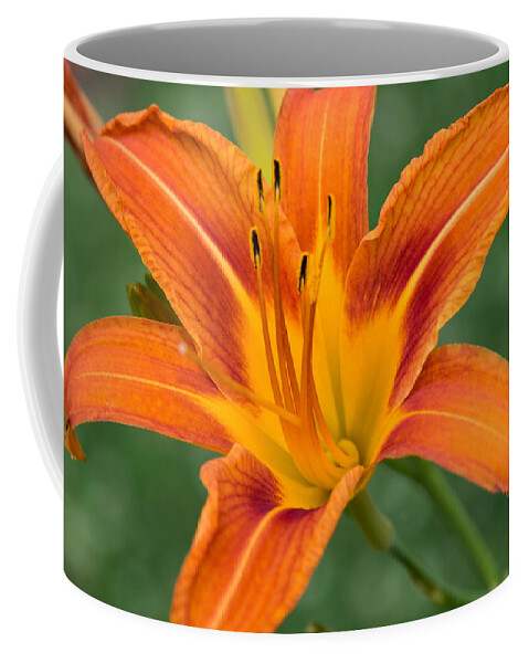Daylily Coffee Mug featuring the photograph Daylily by Holden The Moment