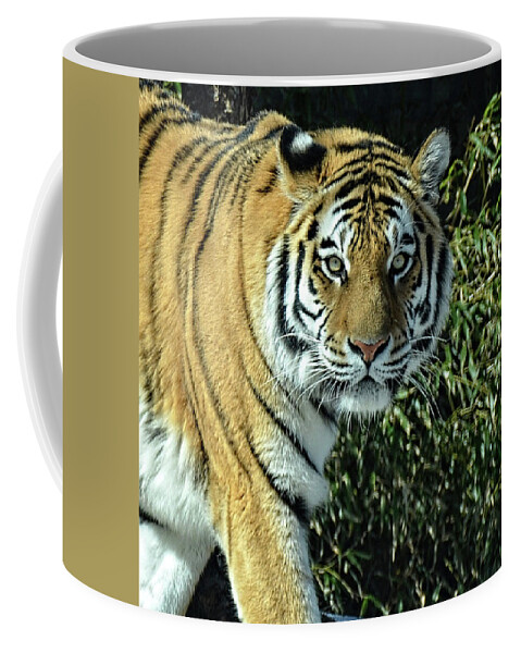 Tiger Coffee Mug featuring the photograph Tiger portrait light by Ronda Ryan