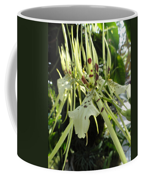 Orchid Coffee Mug featuring the photograph Tiger Tongue by Trish Hale